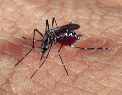 * Casos de dengue vão continuar crescendo no país, diz ministro da Saúde.