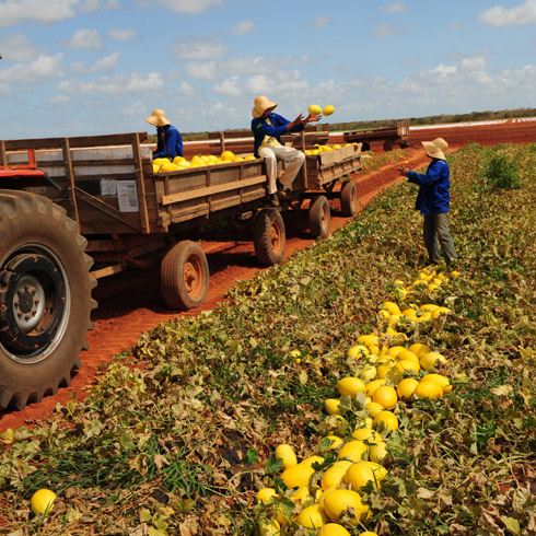 * Fruticultura mossoroense impulsiona aumento de exportações no Rio Grande do Norte.