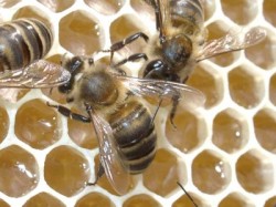 abelha mel