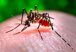 * RN já registra mais casos de dengue do que todo o ano passado.