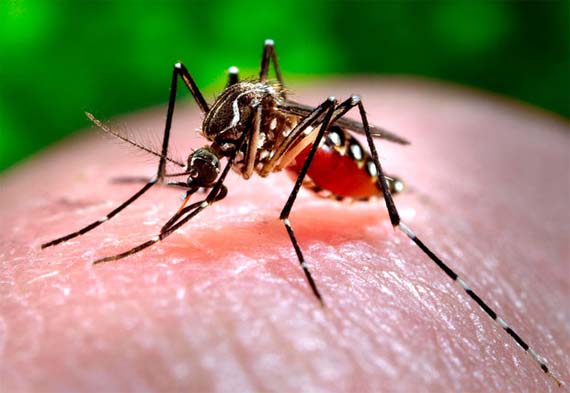 * Mosquito aedes aegypti é a principal ameaça à saúde pública do Brasil.