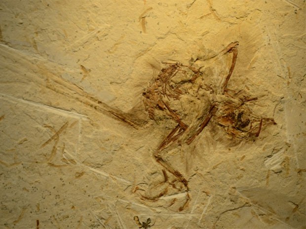 * Fóssil de pássaro de 115 milhões de anos é descoberto no Ceará.