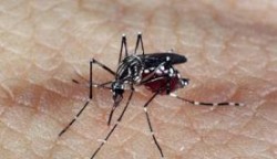 * Saúde confirma 4.855 casos de Chikungunya no RN.