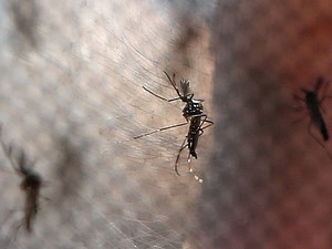 * Reino Unido confirma três casos de zika.
