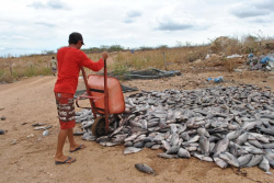 peixe
