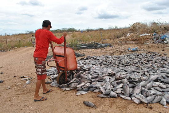 * Governo esclarece razões que levaram à morte de 60 toneladas de peixes.