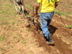 plantio2