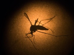 aptopix_brazil_zika_virus_felipe_dana_ap-2