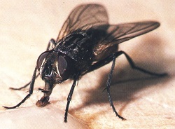 * ‘Virose da mosca’ lota emergências.