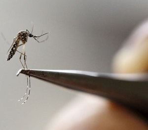 * Autoridades das Américas reunidas em Cuba debatem combate a zika, dengue e chikungunya.