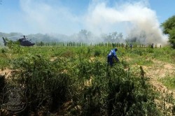 maconha75