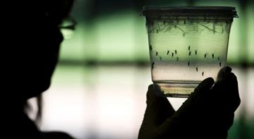 (FILES) This file photo taken on January 8, 2016 shows a researcher looks at Aedes aegypti mosquitoes kept in a container at a laboratory of the Institute of Biomedical Sciences of the Sao Paulo University in Sao Paulo, Brazil. With summer approaching, Zika may find its way into virus-carrying mosquitoes in Europe or the United States, disease experts have warned, but any outbreaks are likely to be small and short-lived. Doctors and scientists attending a major infectious diseases conference in Amsterdam said there was no reason to panic, and the idea of screening travellers was far-fetched. / AFP / NELSON ALMEIDA