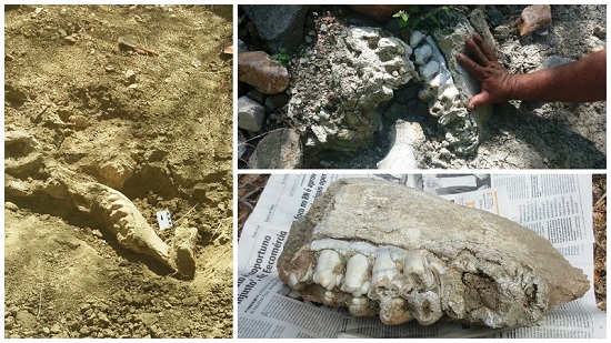 * Fóssil de animal pré-histórico gigante é encontrado na zona rural de Florânia.