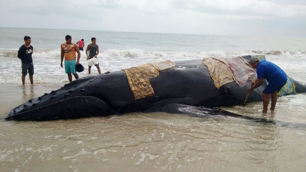 * Morre filhote de baleia jubarte encalhada no litoral Norte do RN.