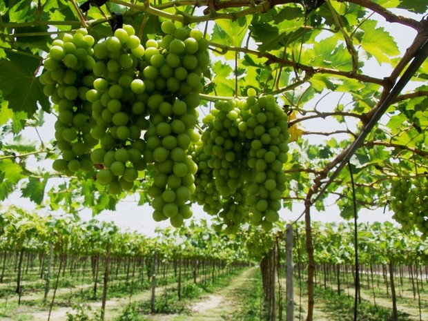 * Projeto estimula cultivo de uvas na região de Apodi.
