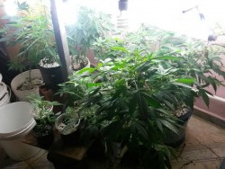 maconha