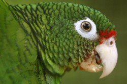 papagaio