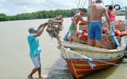RTEmagicC_pescaria-caranguejo-uca.jpg