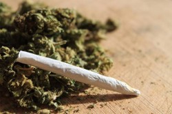 saude-maconha