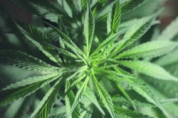 anvisa-registra-primeiro-remc3a9dio-c3a0-base-de-maconha-no-brasil