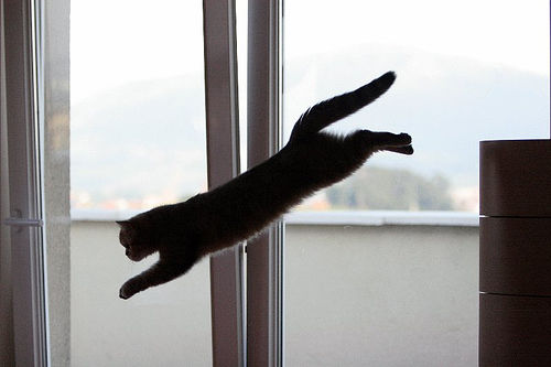 dica de fotografia animais gato pulando silhueta