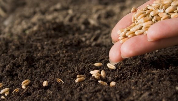 * Governo inicia distribuição de 645 toneladas de sementes segunda-feira (20).
