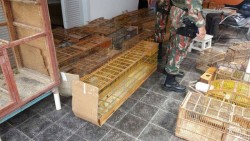 Aves apreendidas pela CIPAM 2