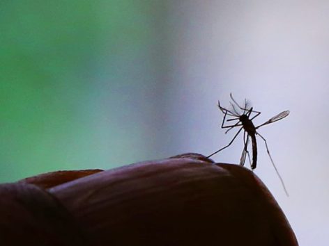 O Ministério da Saúde confirmou a terceira morte provocada pelo zika em adultos no Brasil. Foto: Fernanda Carvalho/ FotosP Públicas