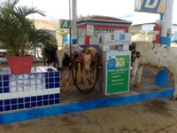 vaca-dois.jpg