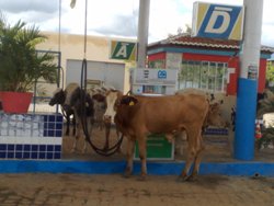 vaca-um.jpg