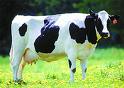 vaca-exposicao