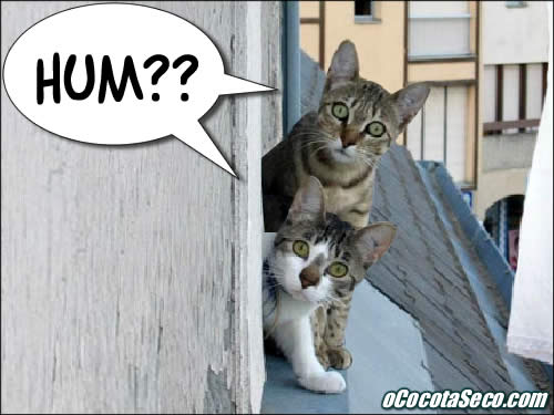 gatos-hum