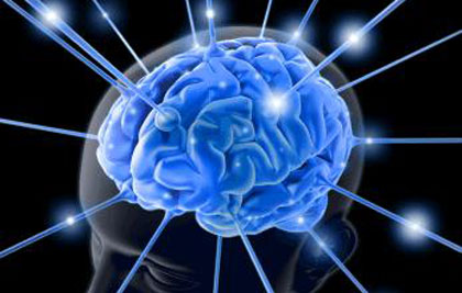 cerebro novo cerebro novo