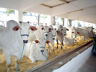 gado Iberê não participará da Exposição Agropecuária de Caicó