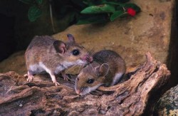ratos