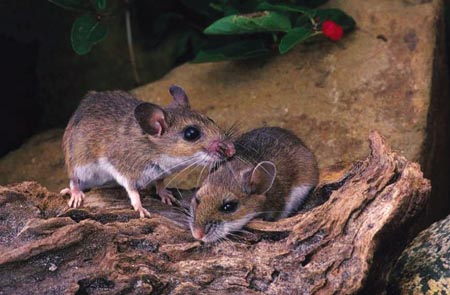 ratos Saúde de Cruzeta em alerta com casos de leptospirose