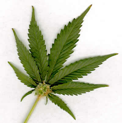 maconha Marcha pela legalização da maconha em Natal