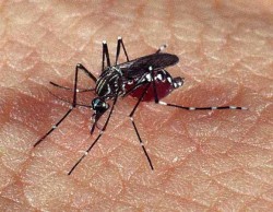 Sesap divulga novos números da dengue no RN