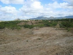 oiticicas