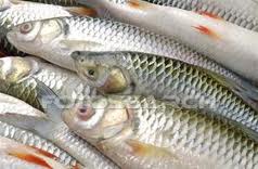 peixe