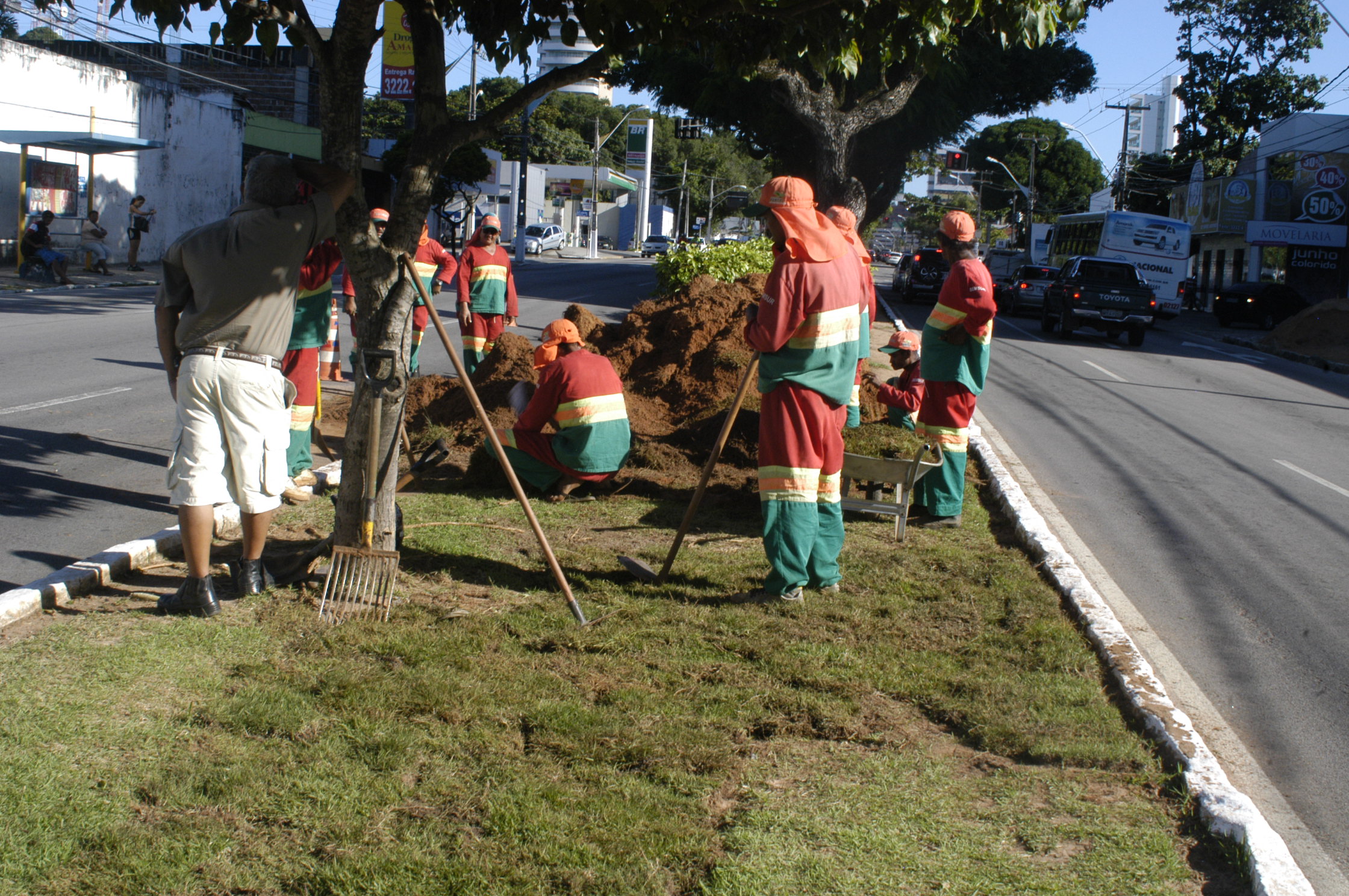 grama replantada Grama do Machadão é replantada nos canteiros da Hermes da Fonseca