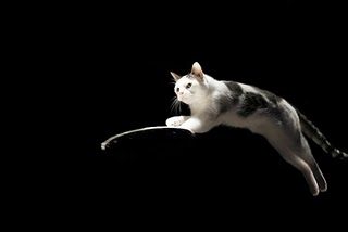 tudo-gato-pulando01a