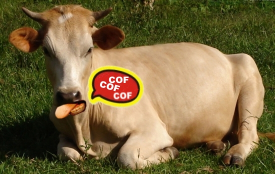 vaca tossindo deitada A vaca ainda não tossiu em Caicó...