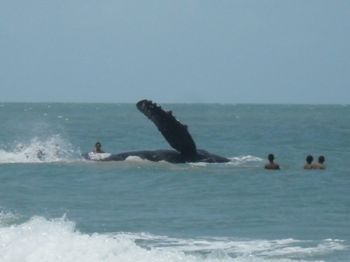 Baleia encalha no litoral potiguar