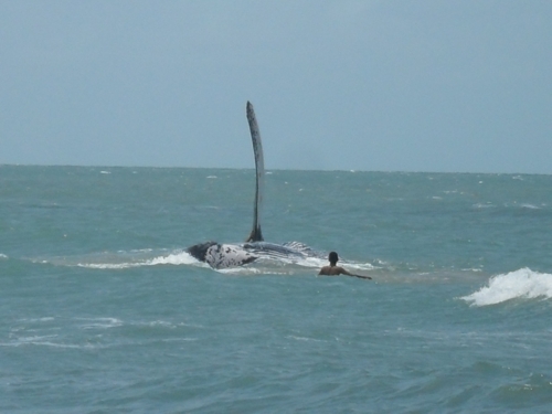 Baleia encalha no litoral potiguar