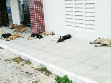 Cachorrada em Currais Novos