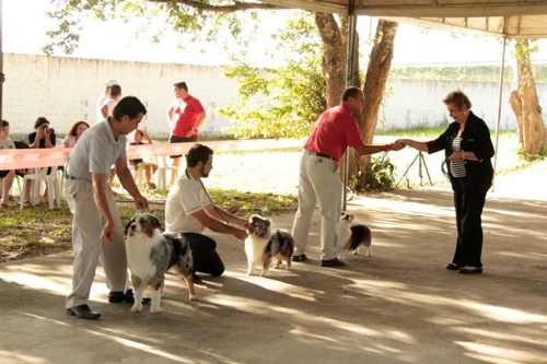 kennel 2 Natal sediará exposição internacional de cães de raça