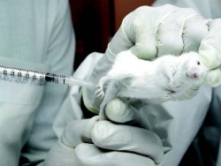 leishman Cientistas neutralizam vÃrus da aids em camundongos