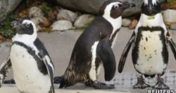 pinguim Pinguinfobia: Fêmea provoca separação de 'pinguins gays'. rsrsrsrs...