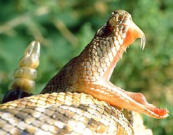 picada_cobra Butantan descobre 30 novas moléculas em veneno de cobras
